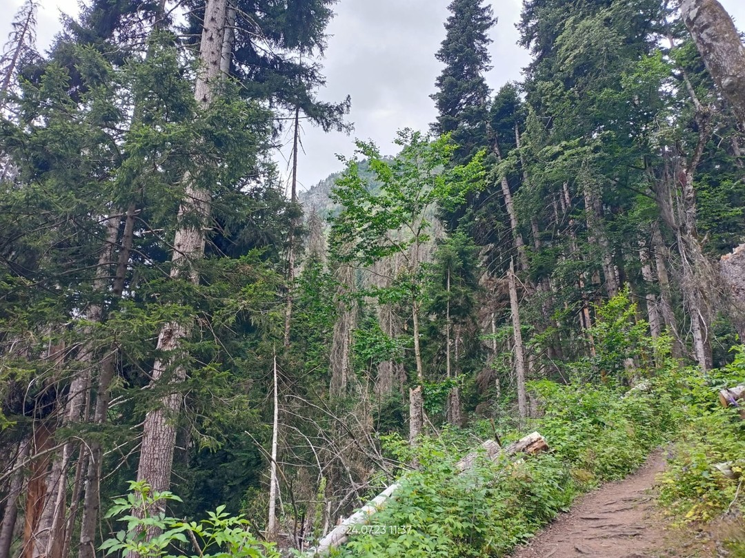 Экскурсия удалась. Максим интересный рассказчик, грамотно организовал последовательность передвижений и локаций (успели на канатку). Хоть путь