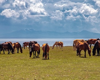 Конная прогулка и каньон Тешик