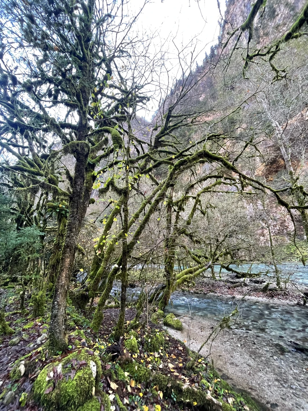 Я в полном восторге от однодневной экскурсии в Абхазию! Этот день стал поистине незабываемым путешествием. Великолепные