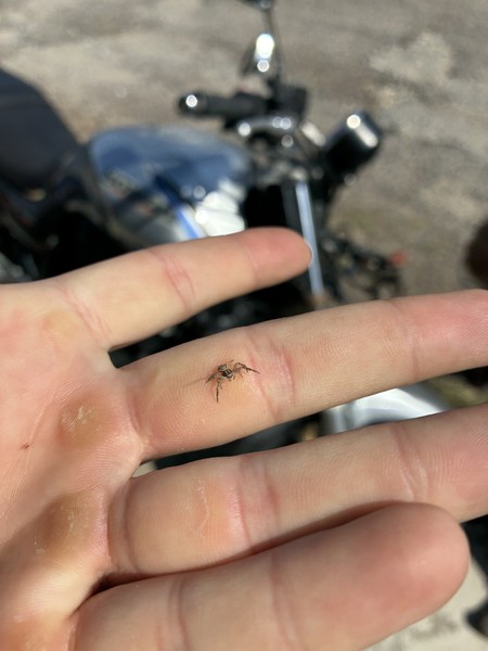 Индивидуальная Экскурсия с собакой с тарифами (Ислам)