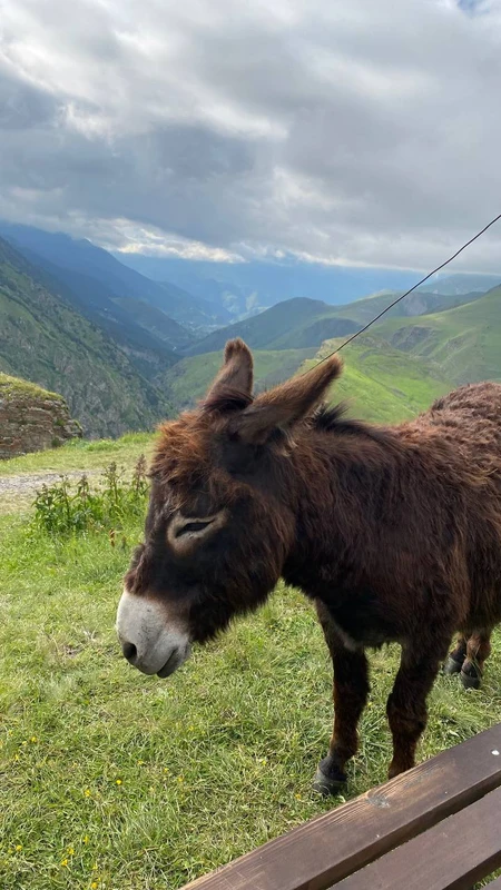 Прогулки по ущельям Северной Осетии и Владикавказу