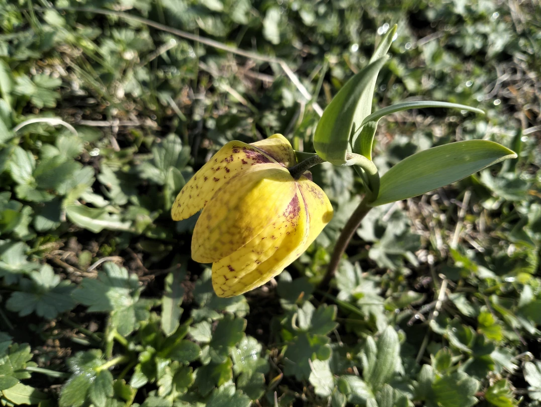 На плато Бермамыт в мини-группе (Елена)