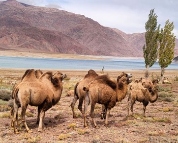 Сон-Куль, Кочкор и мастер-класс по войлоку