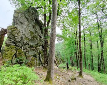 Днёвка с прогулкой по желанию