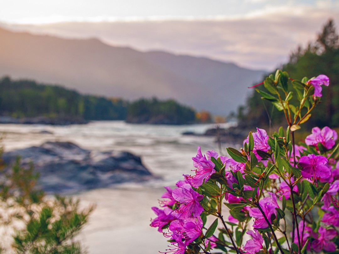 На Алтай во время цветения алтайской сакуры