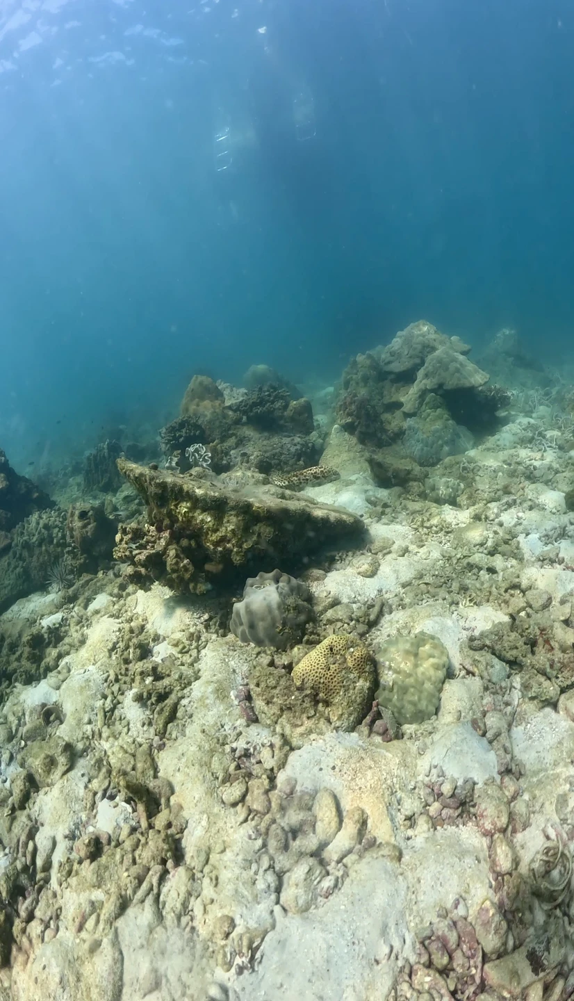 Алексей зе бест! Очень внимательное отношение к каждому погружающемуся, подробный инструктаж, спокойная и дружелюбная атмосфера. Есть