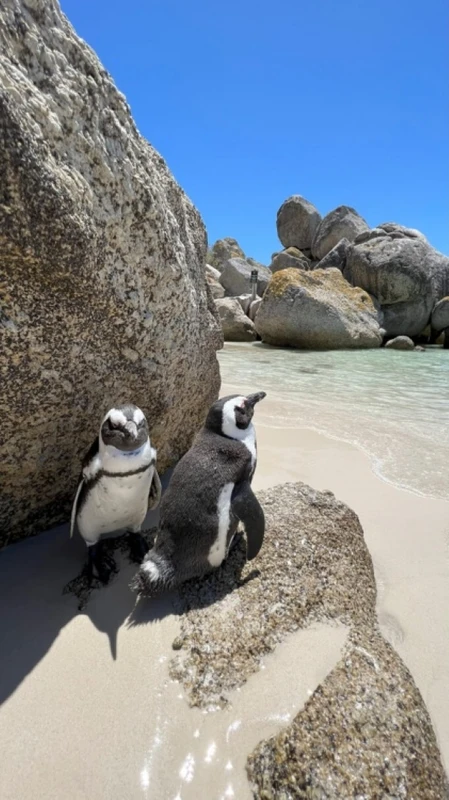 Кейптаун и окрестности: в Южную Африку за сафари, вином и океаном