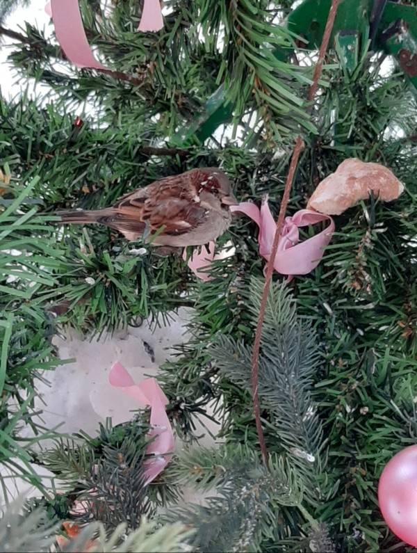 Экопрогулка в центре Коломны для детей и их родителей