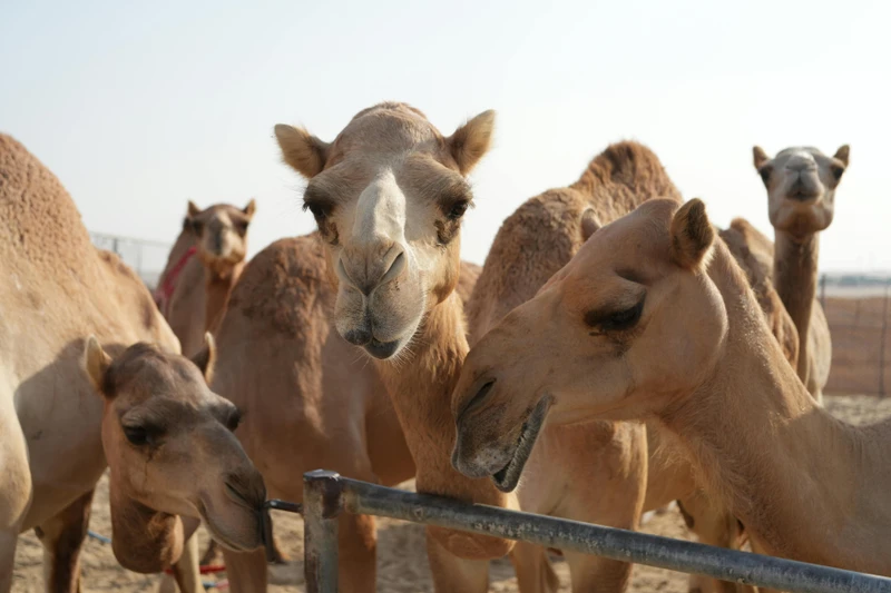 Всё лучшее за городом