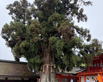 Прогулка по парку с оленями, храм Тодай-дзи и святилище Касуга тайся