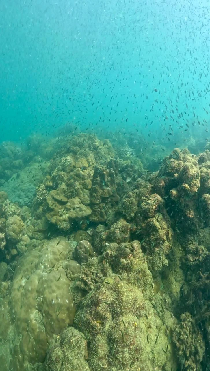 Алексей зе бест! Очень внимательное отношение к каждому погружающемуся, подробный инструктаж, спокойная и дружелюбная атмосфера. Есть