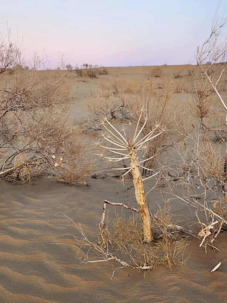 Древние крепости пустыни Кызылкум из Хивы (Ольга)