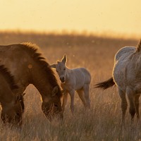 Краснокнижные животные России