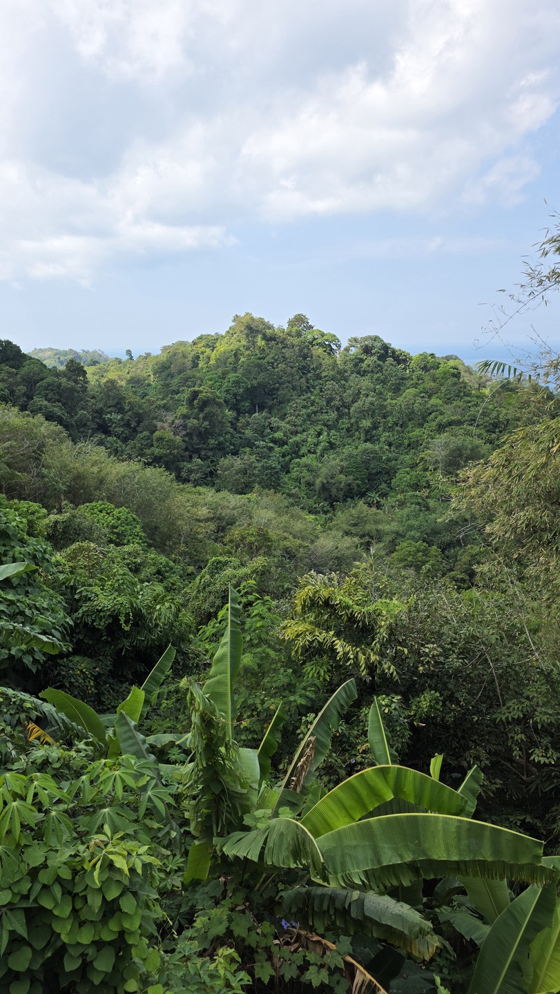 Поход сквозь тайские джунгли (Денис)