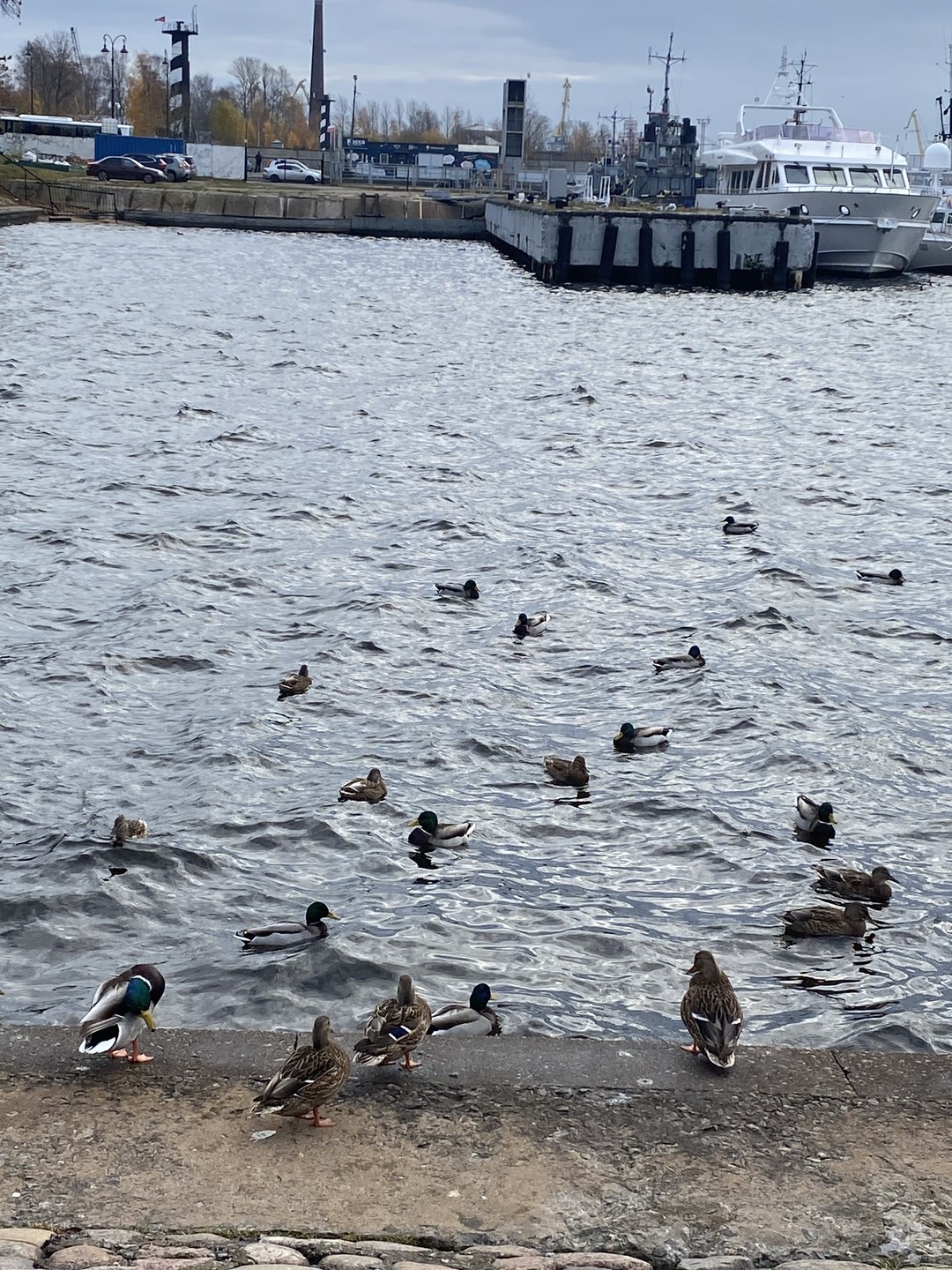 Из Санкт-Петербурга в Петергоф и Кронштадт: 2 города за 1 день (Инга)