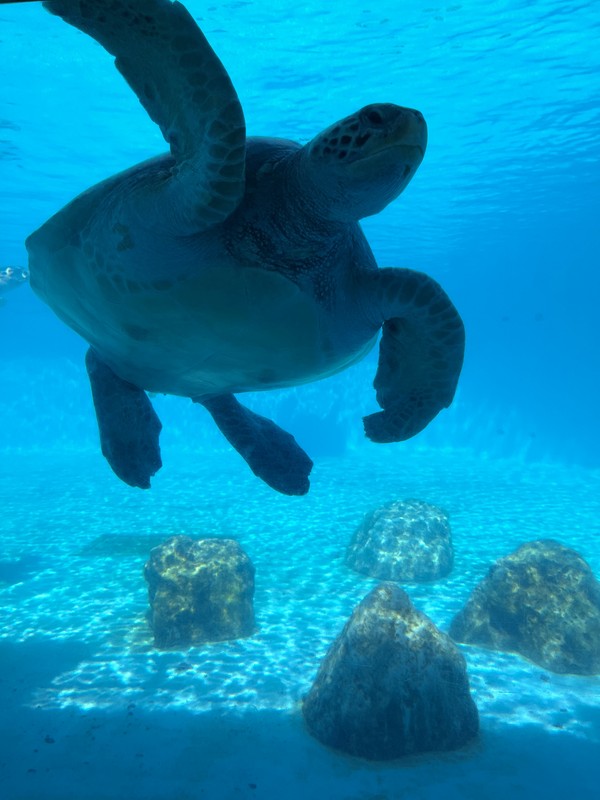 Ocean Expo Park — океанариум Тюрауми