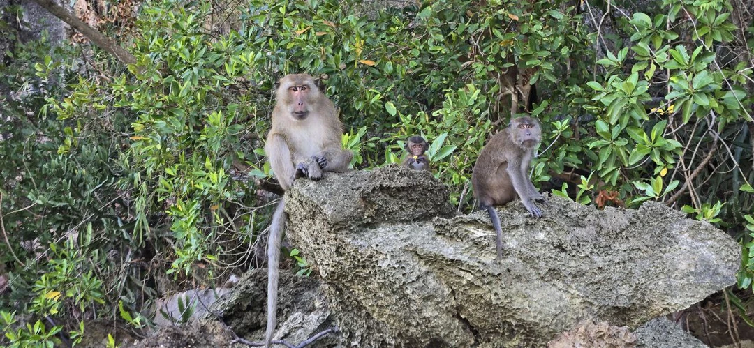 Все отлично организовано, трансфер из отеля забрал вовремя и комфортно довёз до места встречи и начало экскурсии