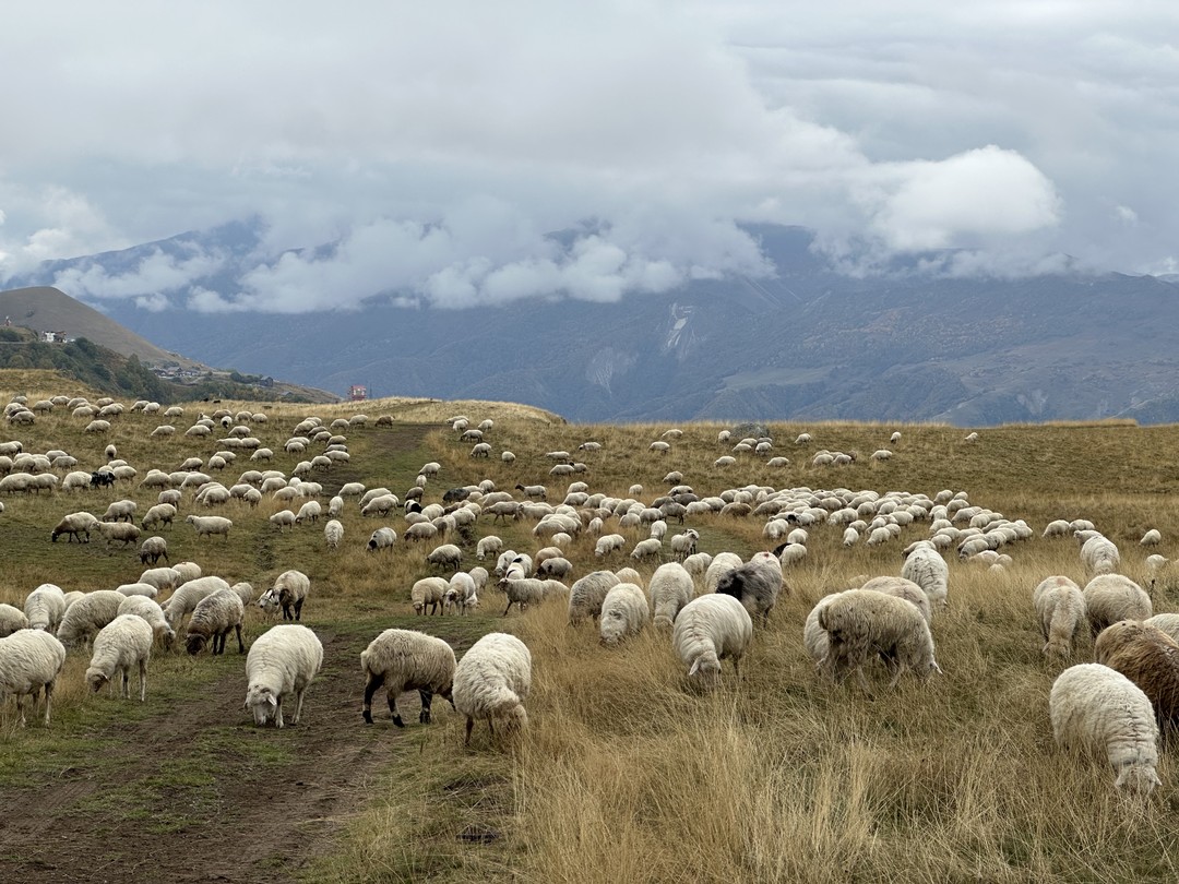 Амиран, прекрасный спутник для поездок и прогулок по горам, а также очень интересный и приятный человек.