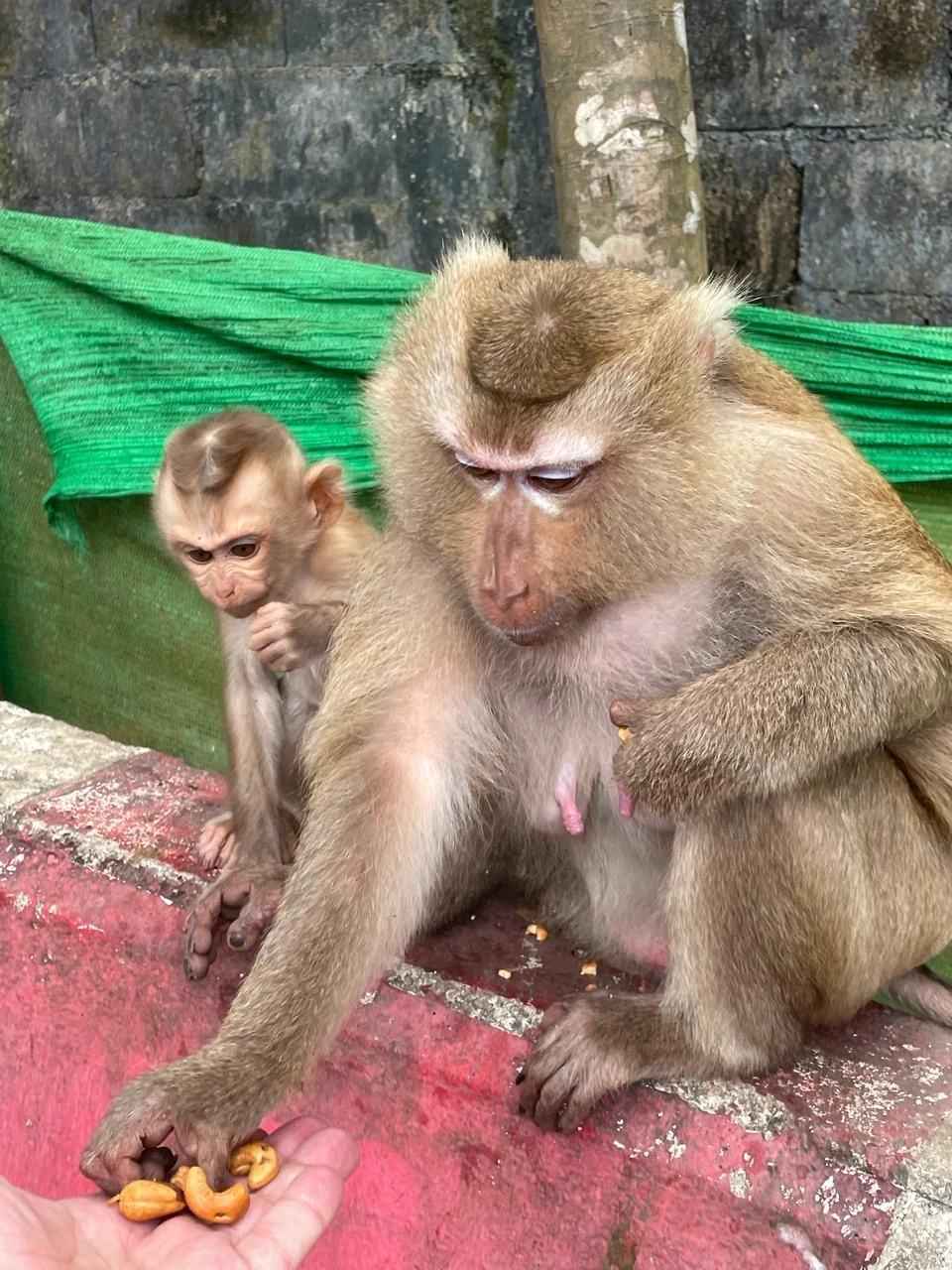 Экскурсия соответствует заявленному описанию. Если вам необходимо быстро просмотреть красивые места эта экскурсия для вас, одна
