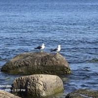 reviews img