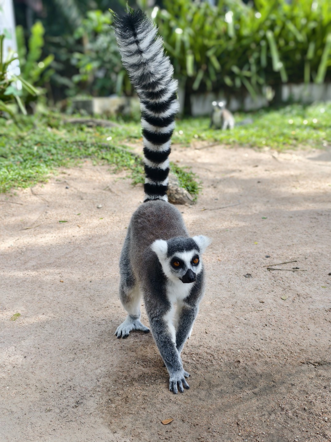 Экскурсия интересная, парк огромный, обойти самостоятельно очень сложно, т к. некоторые зоны находятся на большом расстоянии