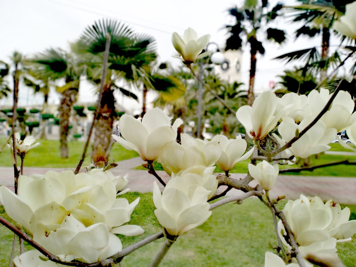 Сочи: 8 историй о доблести и любви