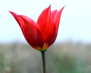 Цветущие поля тюльпанов, буддийский хурул, экскурсия по Элисте и знакомство с культурой: мастер-классы, дегустация, фотосессия в костюмах