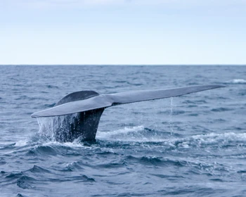 Морская прогулка в бухте Врангеля