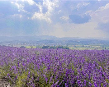 Музеи айнов Кавамура Канэто и импеарторской армии Хокути, цветочные поля, пруд Сираганэ и переезд в Фурано