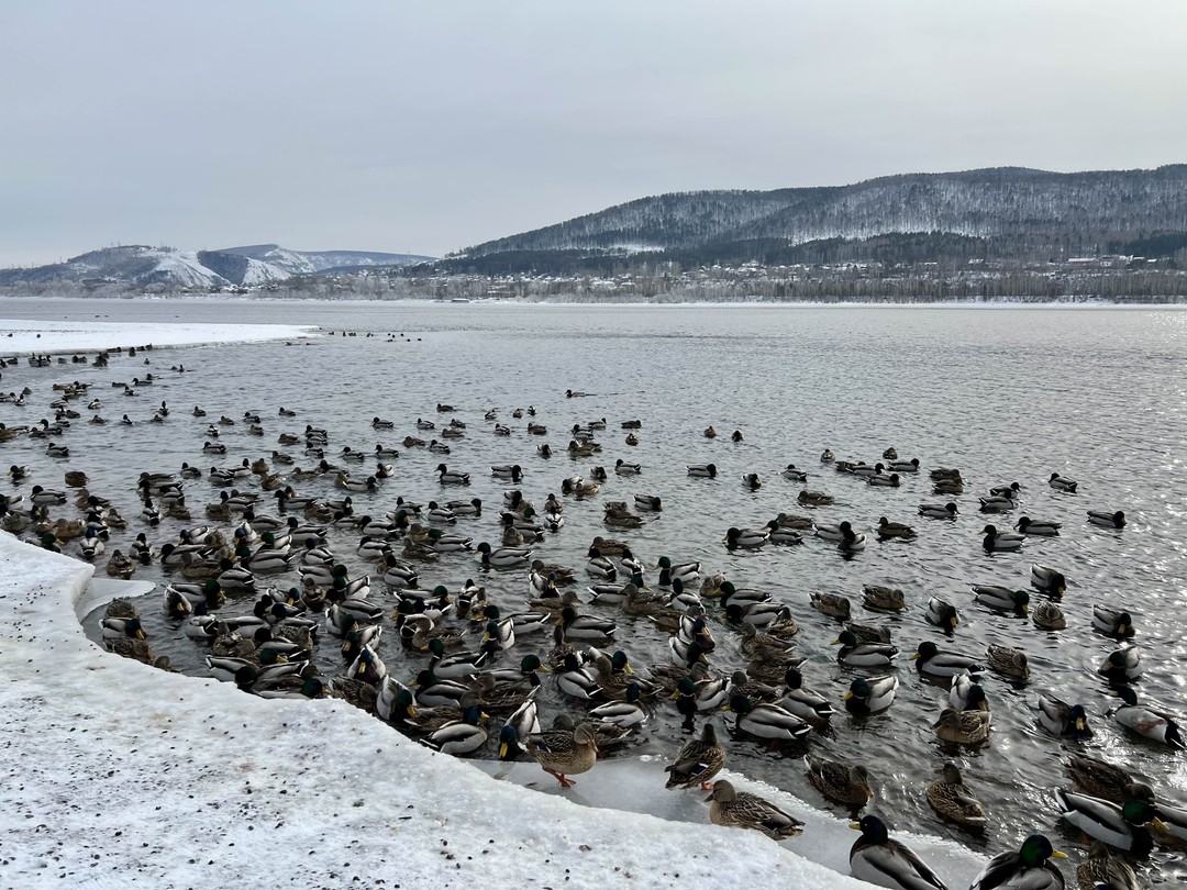 Красноярск, Дивногорск и Столбы за один день (Елена)