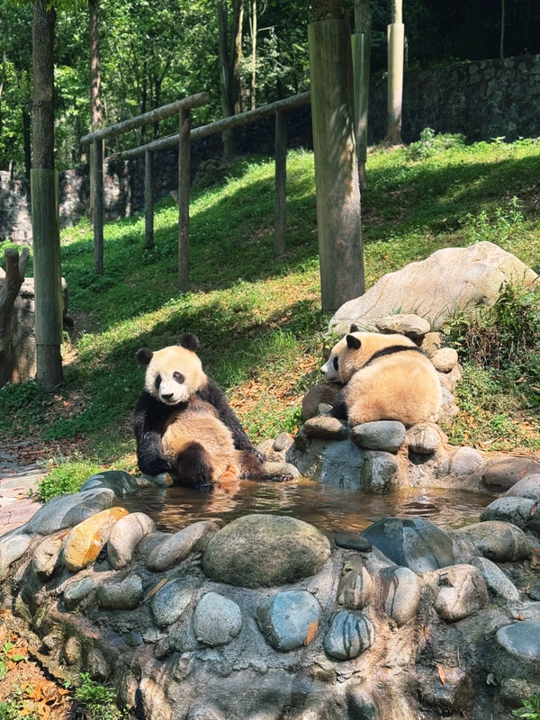 День с пандами в Чэнду (билеты включены)