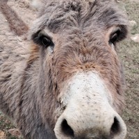 Фото отзыва 3: экскурсия "Джилы-Су, водопады, поляна Эммануэля и, конечно, суслики"
