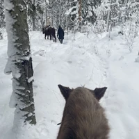 Фото отзыва 1: экскурсия "Прогулка на конях по неизведанной и заброшенной Карелии"