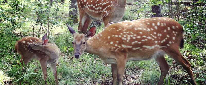Виды Лучшие места в окрестностях Владивостока