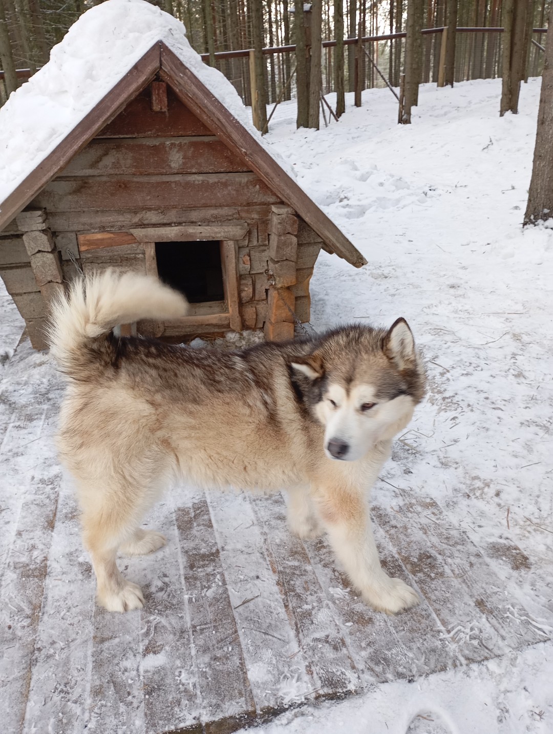 Путешествие к хаски и северным оленям - из Петрозаводска (Анастасия)