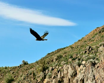 По монгольским степям в Дархан