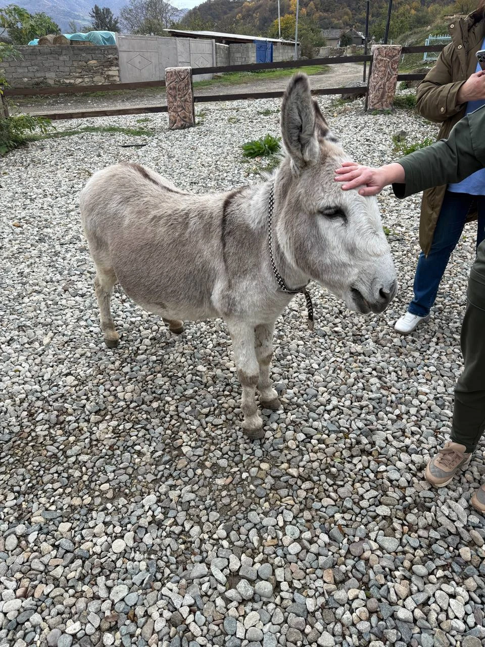 24.10.2025 ездили на Домбай вместе с Тамарой. Всем очень советую. Ни разу не пожалеете. Виды завораживают