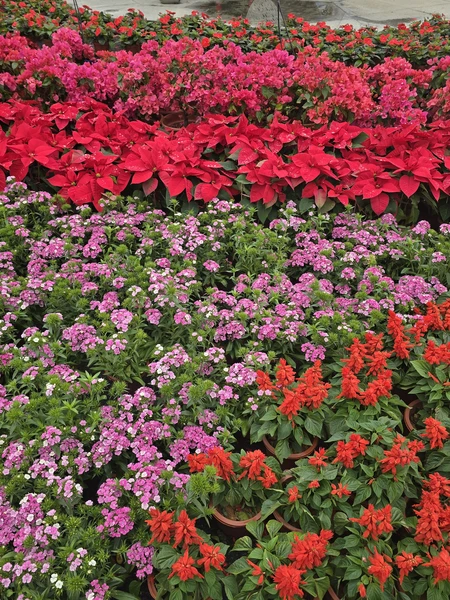 спасибо Антону за приятную прогулку и за сюрприз! милый обаятельный парень, встретил с кофе из аэропорта утром