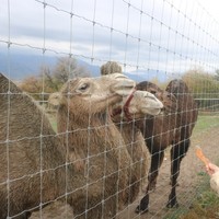 Фото отзыва 4: экскурсия "4 в 1: оленья ферма, петроглифы, канатная дорога Чиноркент и Бочки"
