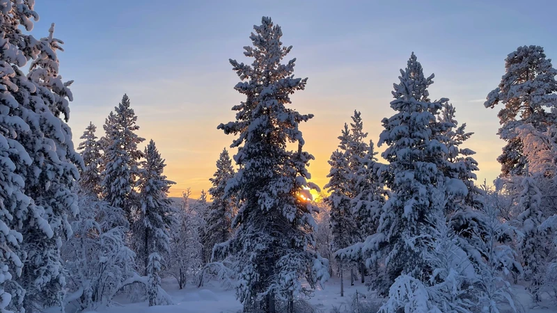 В саамскую деревню из Мурманска - к оленям, хаски и духам севера