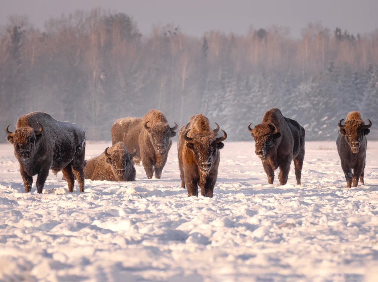 Индивидуально по визитным карточкам Беларуси: замки, Брестская крепость, Беловежская пуща