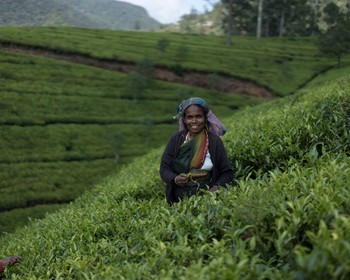 Плантации и чайная фабрика Нувара-Элии