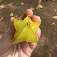 Фото отзыва 2: экскурсия "Ароматы и чудеса Занзибара: лес Джозани и ферма специй"