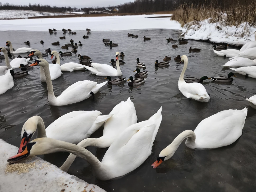 Доброго дня, делюсь исключительно положительными впечатлениями об экскурсии Изборск-Печоры, рекомендую обращаться 😌