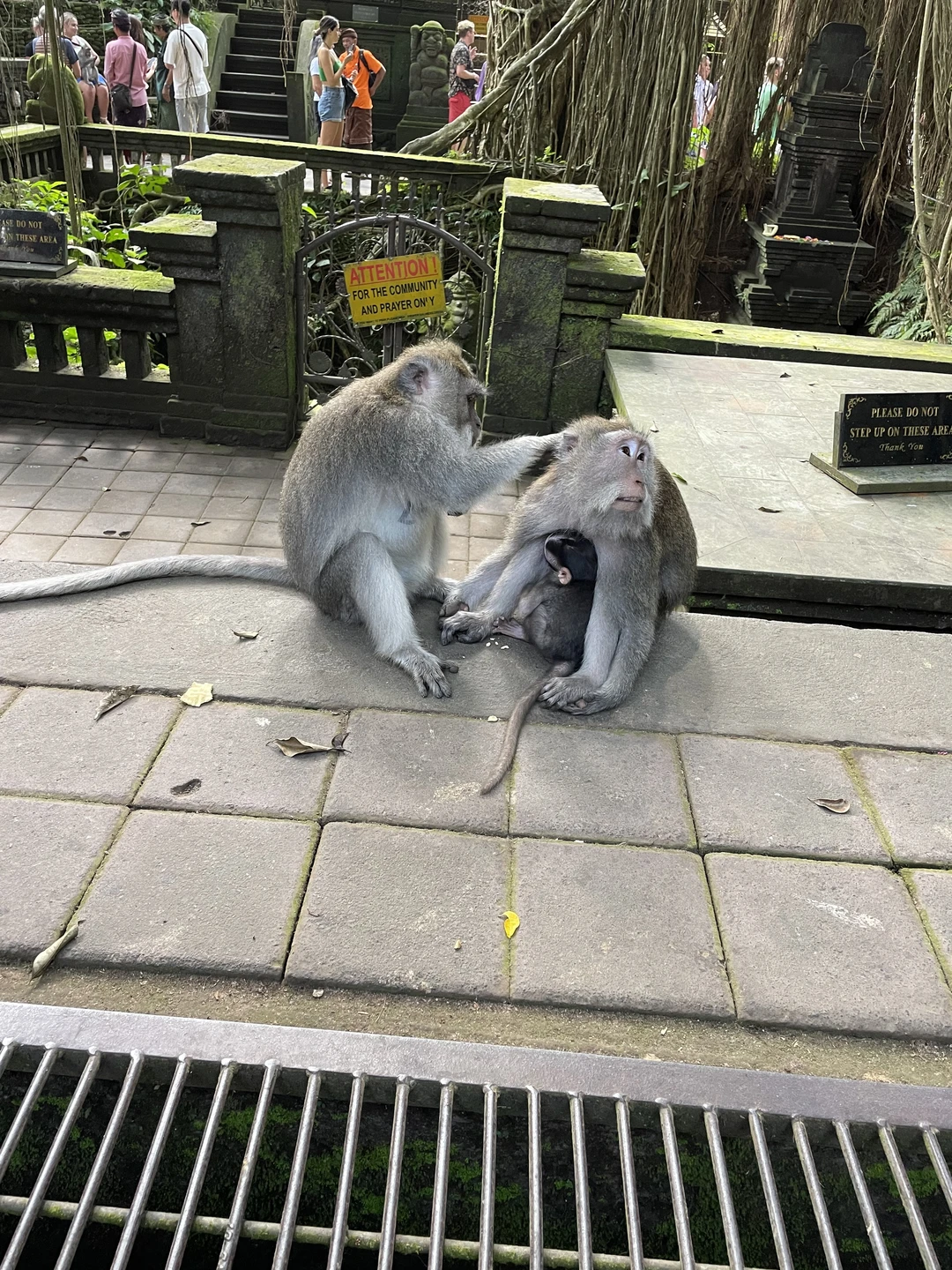 Таджир, очень приятный, внимательный и добродушный гид. Отвечал на все вопросы без раздумий, язык знает отлично!