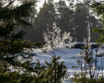 Ладожские шхеры на катере-амфибии, собачьи упряжки и экскурсия по Сортавале