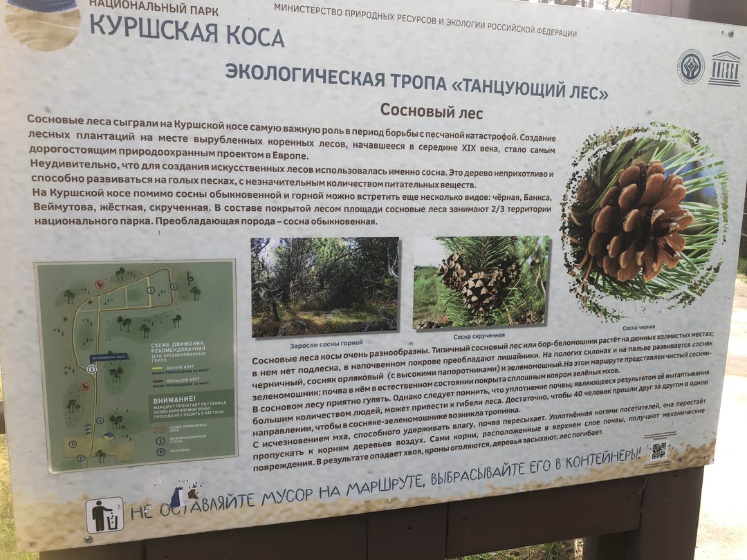 Рано утром - на Куршскую косу (Анна)