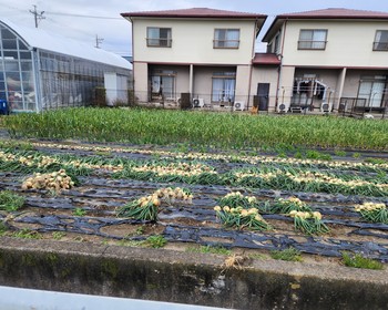 Дорога вдоль Тихого океана и прибытие в Сидзуоку