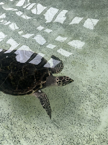 Сам остров красив, а точнее его пляж с бирюзовой водой, мелкий белоснежный песок и скалы (девочки, фоточки будут суперские)