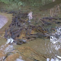 Фото отзыва 1: экскурсия "Затерянный мир: путешествие по джунглям — из Паттайи"